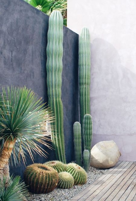 cactus sur terrasse 